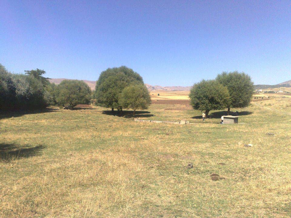 Dımırci